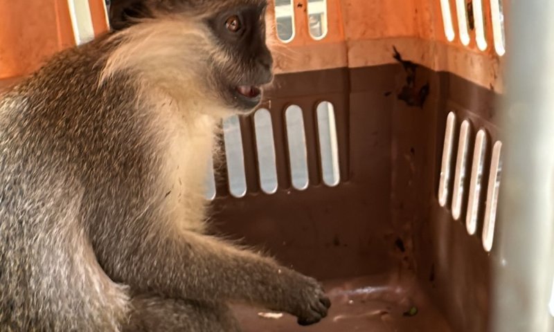 חילוץ יוצא דופן: קוף נטוש נמצא בשטח פתוח סמוך לבסמת טבעון