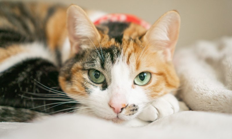 יום החתול הבינלאומי: 10 דברים שלא ידעתם על החיה הפרוותית