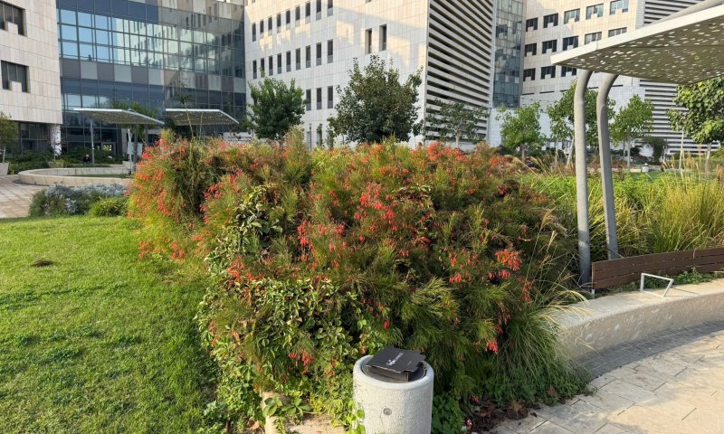 בתגובה לאירלנד: בית החולים במהלך להנצחת חיים הרצוג