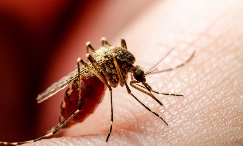 קדחת מערב הנילוס: 4 נפטרים, 5 מונשמים