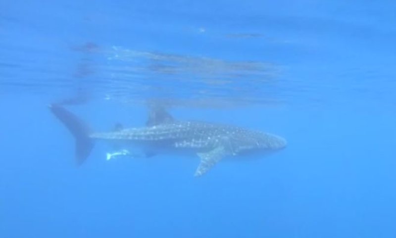 הדג הגדול ביותר בעולם נצפה במפרץ אילת. צפו