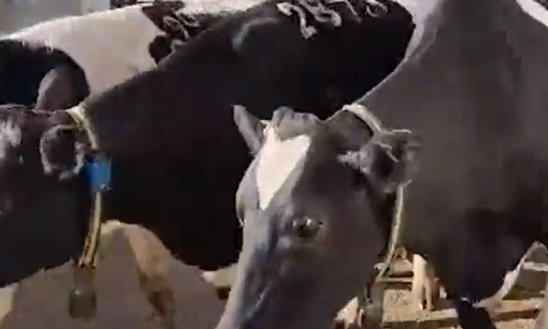 הטרור החקלאי: ערבים גנבו פרות בשווי מאות אלפי שקלים