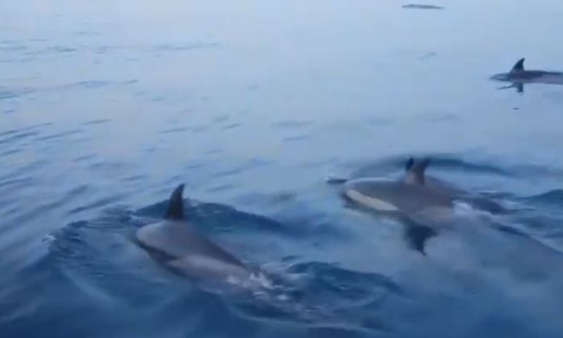 מרהיב: דולפינים הפתיעו את השיטור הימי באשדוד- צפו
