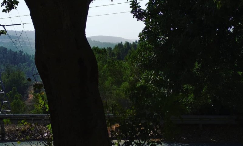 נוטעים לא רק עבורנו אלא עבור הבאים אחרינו