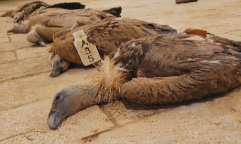 "מכה אנושה": עשרה עופות דורסים הורעלו בדרום