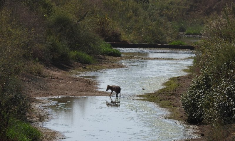 צפו: תמונות טבע מקסימות מנחל הירקון