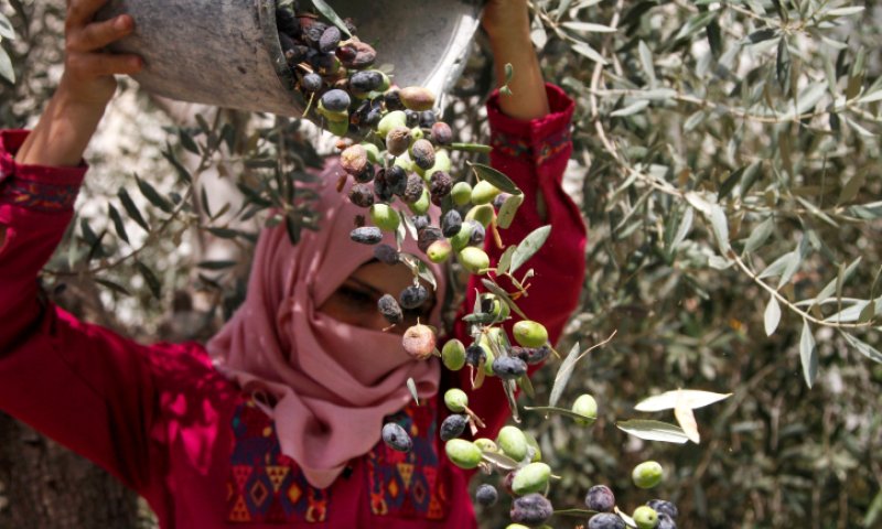 רבנים למען זכויות אדם: תרמו וקבלו סבון פלסטיני