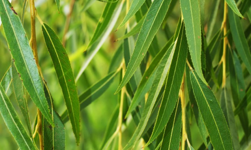 מעשה בערבה: סיפור בחרוזים להושענא רבה