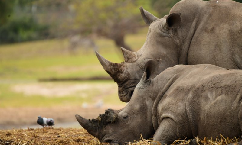 הידעתם? קרנף וחידק זה חיבור של מילים, ואלו עוד?