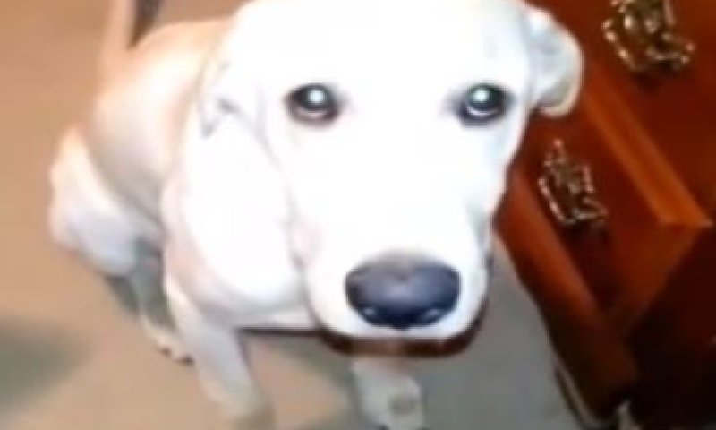 אכולי אשמה: צפו במבטי חרטה של כלבים