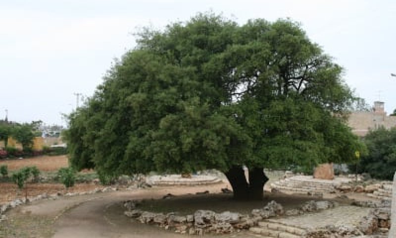 האלון הבודד של גוש עציון בן 700 ונזקק לטיפול רפואי
