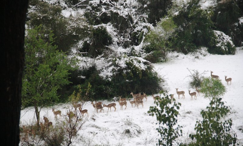 תמונת היום: עדר צבאים בשלג בירושלים