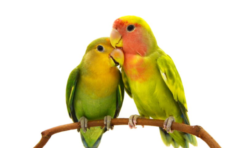 בחנו את עצמכם &bull; איזה מין זוג אתם: עורבים או יונים?