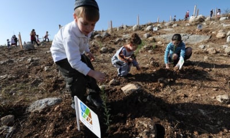 מתנה מקורית לכבוד השנה החדשה &ndash; תרמו עץ והחזירו את הירוק לטבע