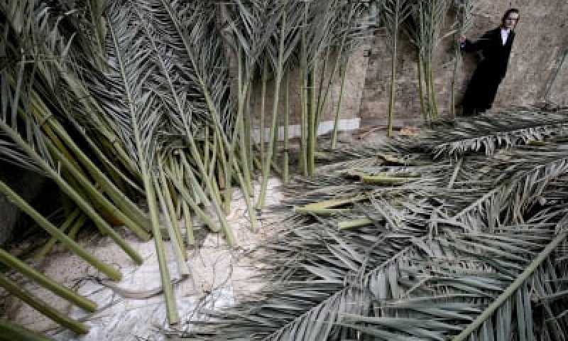 לא צריך לכרות: מוקדי חלוקת סכך בחינם בכל הארץ