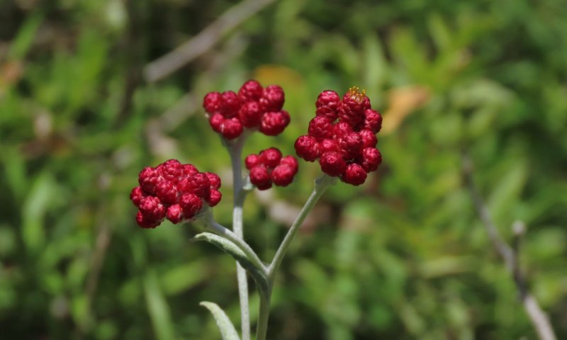 במקום המדבקה |  צפו בגלריה של 'דם המכבים'