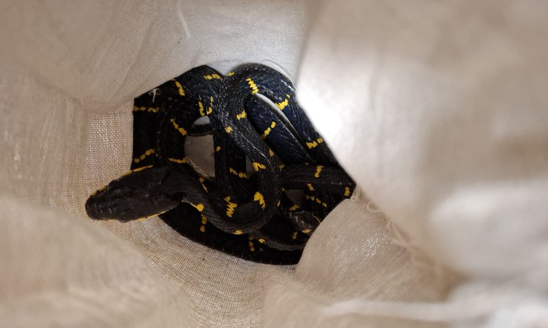 נמנע ניסיון הברחה של 140 זוחלים ועקרבים לישראל