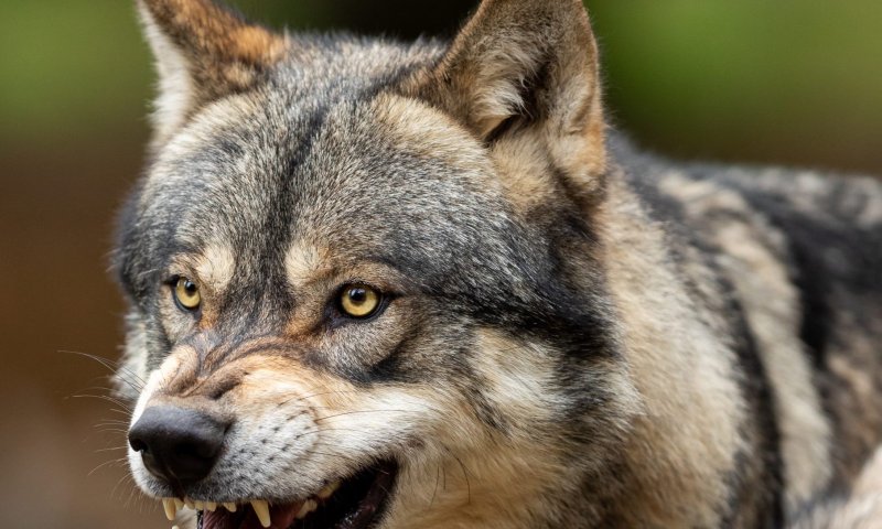 משרד הבריאות מזהיר: זאב נגוע בכלבת נמצא בגלבוע