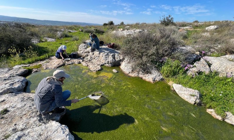 מתפתחת אקולוגית: התגלו סרטני מים מתוקים במודיעין