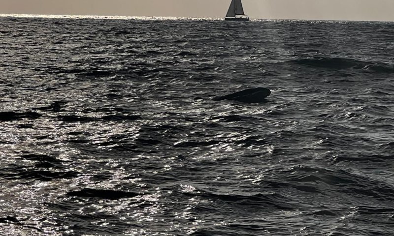 תיעוד נדיר: להקת דולפינים נצפתה מול חופי הרצליה