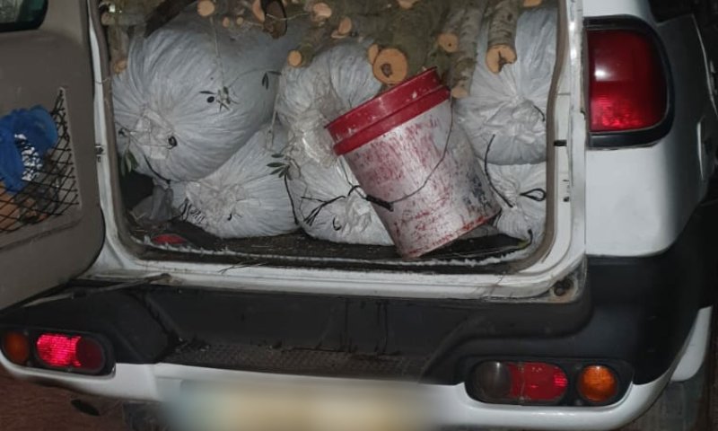 זוג מעראבה נתפס גונב 300 ק"ג זיתים מחקלאים יהודים