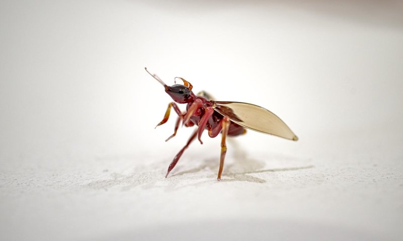 כמה באמת אנו תלויים בחרקים? התערוכה שמגלה את סודות ההאבקה