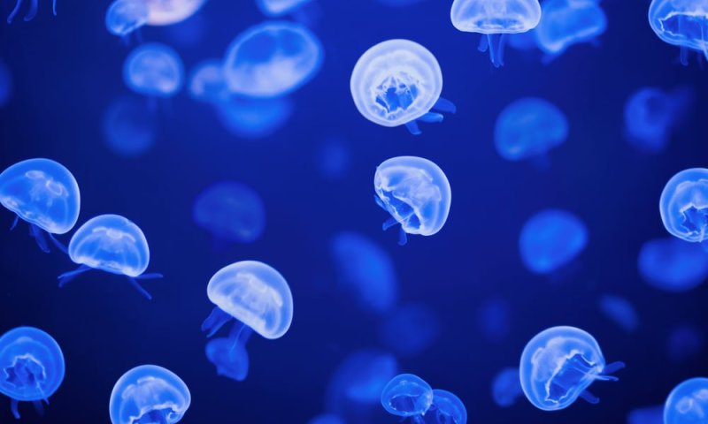 טרגדיה: ילד בן 9 נהרג מצריבת מדוזה