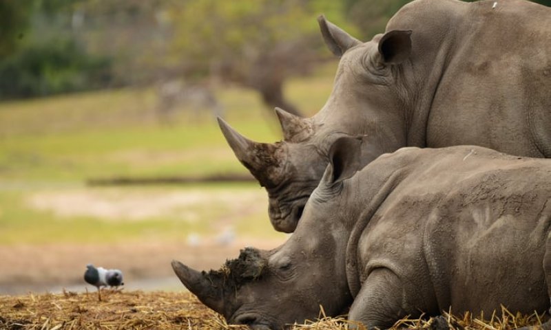 אירוע חריג בספארי: קרנף פגע ברכב וגרם לנזק
