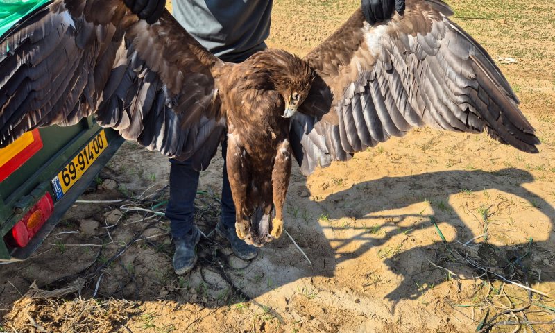 הרעלה בדרום: 335 עופות נמצאו מתים ליד הישוב פטיש
