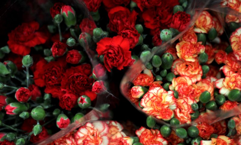 מי שלח לחברי הכנסת "פרחים מהקבר"?