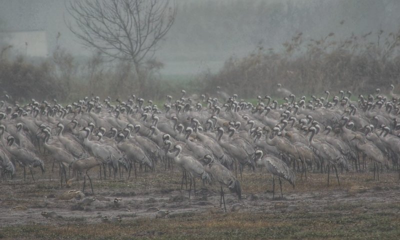 "שמיכת פוך" טבעית: כך שורדים העגורים את החורף באגמון