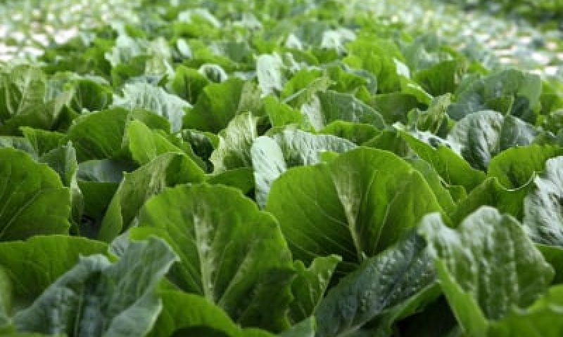 תחליב אורגני יצמצם את ההדברה בירקות ללא תולעים