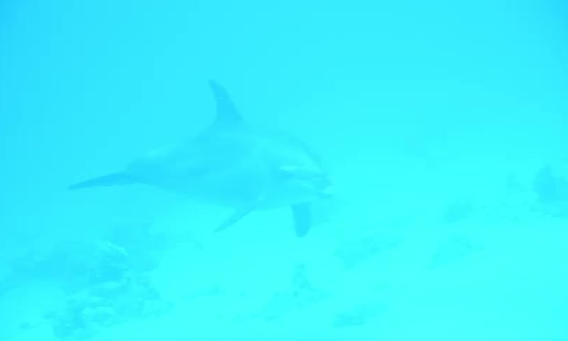 דרישת שלום: הדולפינה המגובננת קפצה לביקור