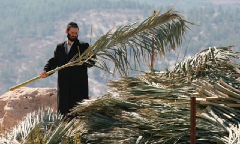 קק"ל: אל תכרתו עצים בשביל סכך, בואו לקבל אותו בחינם