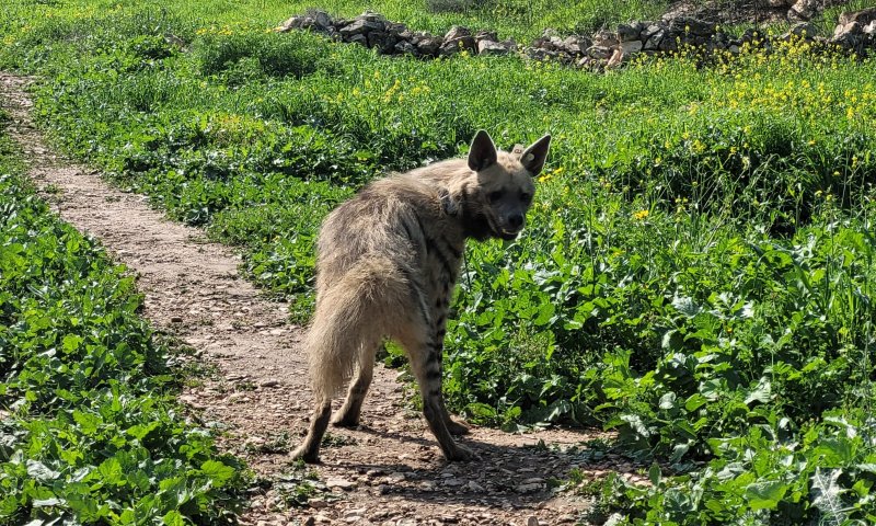 עוזבת את ירושלים: הצבועה ציונה נלכדה ושוחררה בטבע
