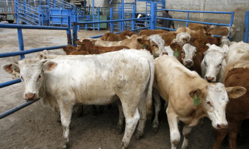 הרבנות לא תסיר את הכשרות ממפעל 'אדום אדום'