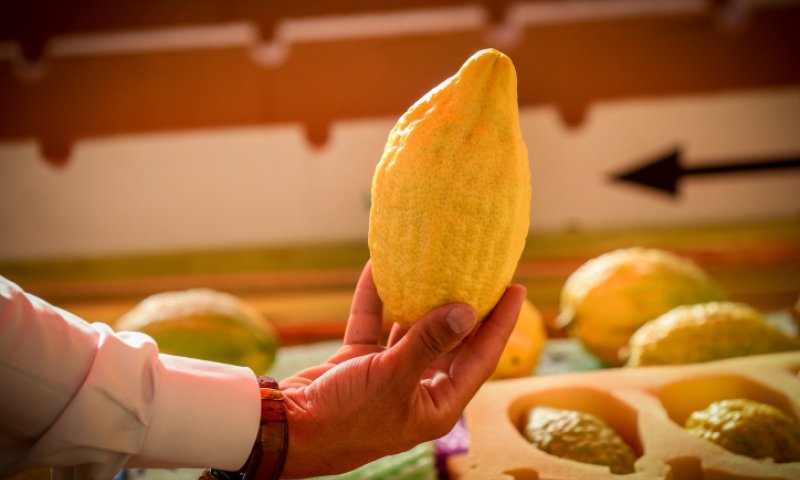 'הארץ': החילונים חייבים להתקומם נגד חודש תשרי המטורלל