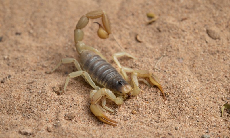 התייצב מצבו של הפעוט שנעקץ על ידי עקרב ביצהר