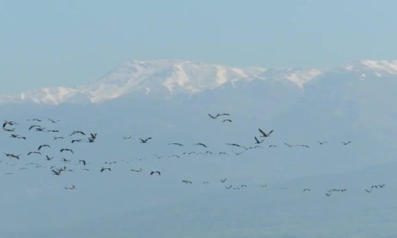 מרהיב: העגורים ממלאים את השמיים באגמון החולה