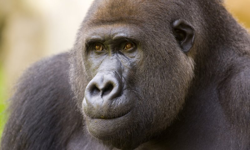 צפו: הגורילה שמרקידה את הרשת