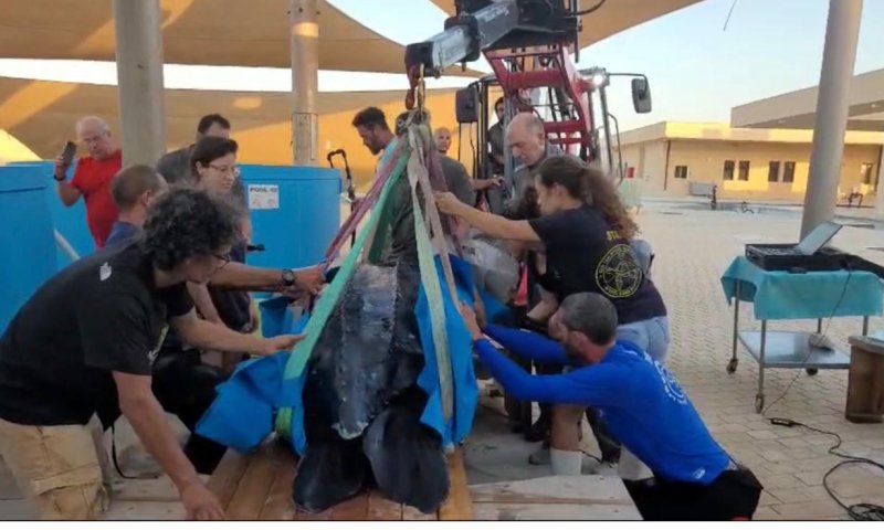 צב הים הגדול בעולם הגיע פצוע לחופי ישראל