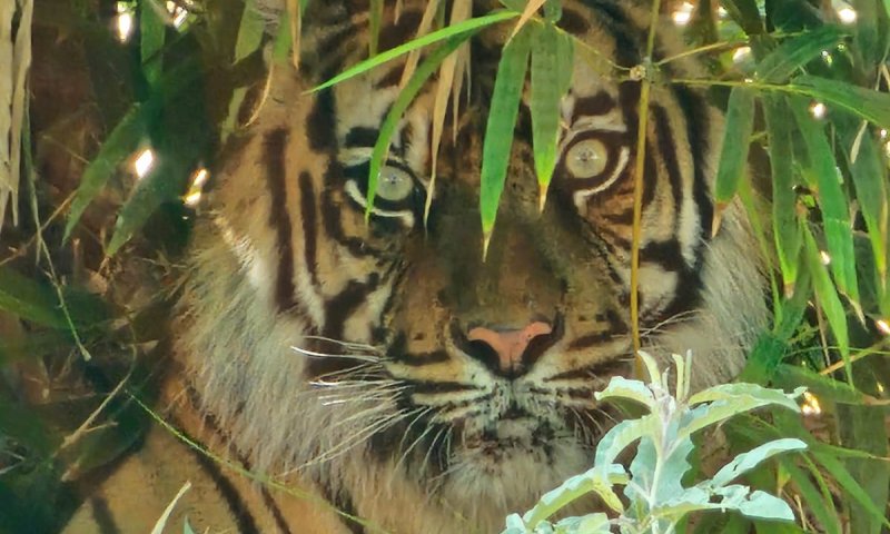 הנמרים ברחו לתל אביב? בספארי מרגיעים: "זה פייק"