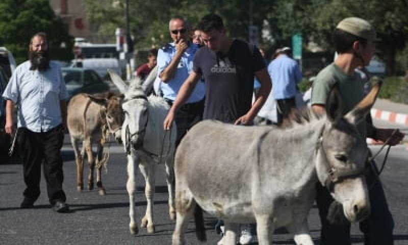 תמונות ממצעד הבהמות שנערך בצהרים בירושלים