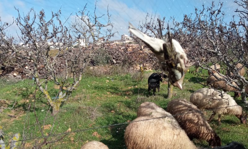 נתפסו על חם: רועה צאן מבית ענות סיכל ציד ציפורי שיר. צפו
