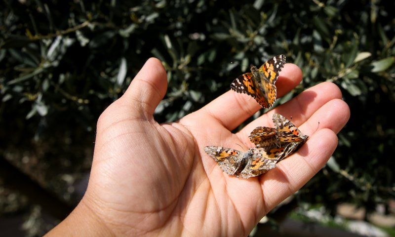 לשחרר את כל הפרפרים &ndash; דבר תורה לספר ויקרא