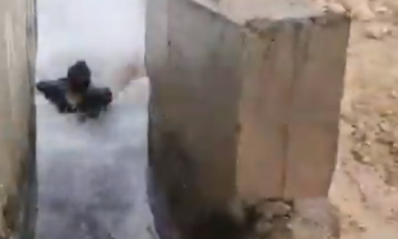 צפו: חבר הכנסת מתן כהנא גולש בעוג'ה