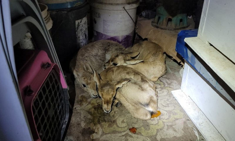 מזעזע | בבית בשומרון: זה מה שהתגלה בתוך המחסן