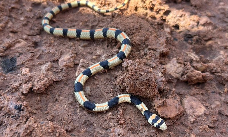 אילת: הנחש הנדיר זעמן היפהפה נצפה בפארק הצפרות