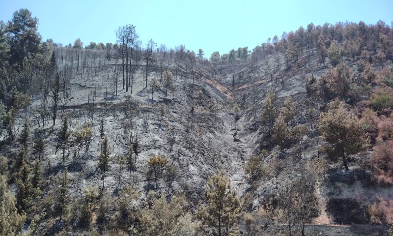 מעל 800 דונם: תיעוד מנזקי השריפות בצפון