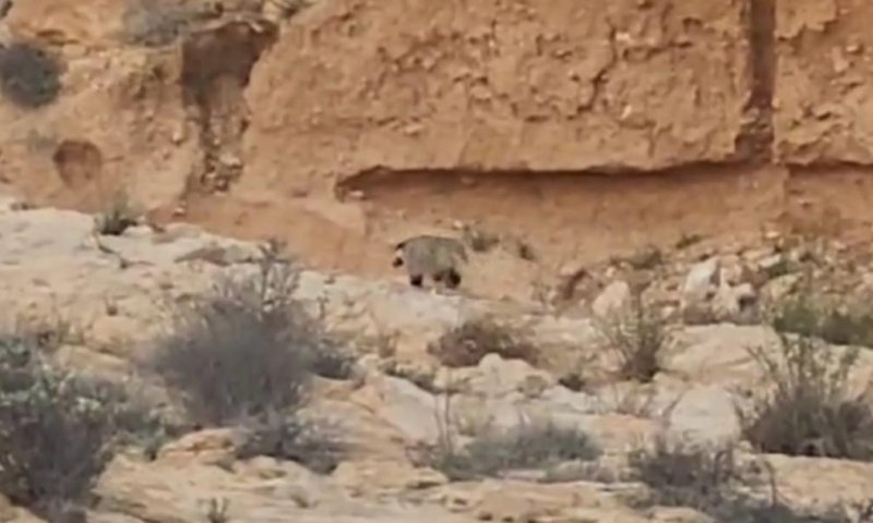 תיעוד נדיר: גירית מצויה בנחלי הדרום